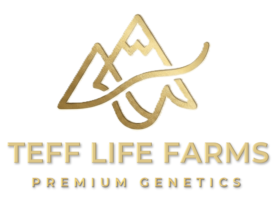 TEFF LIFE FARMS